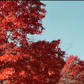 MJ (feat. TYDE, Y.K.Y.K, Yung Bello & Monée) G.B.X.N.