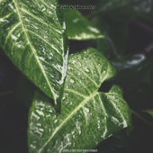 Stormy and Rainy Night