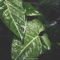 Deep Sleep Rain - Derrol & Deep Sleep Rain & Thunder lyrics