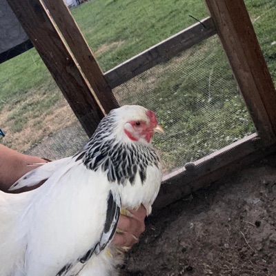 Can't Be Me - Single