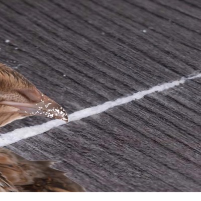 Doge Brothers Blues (no more sex and cocaine for quails) - Single