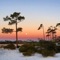 Birds of the Emerald Coast (Bird Songs, Calls & Sounds) cover