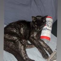 More (feat. Sylas Haven & Kingdoinghisthing) - Single - Joey Paradox