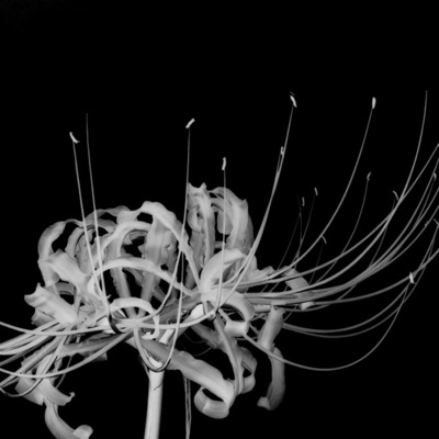 Blood Keeps Falling (feat. Kyut !) - Single