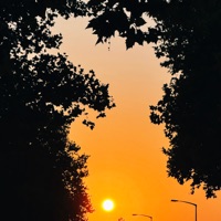 Joy - Single - Bogedi