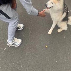 North Yankton Yavi DG