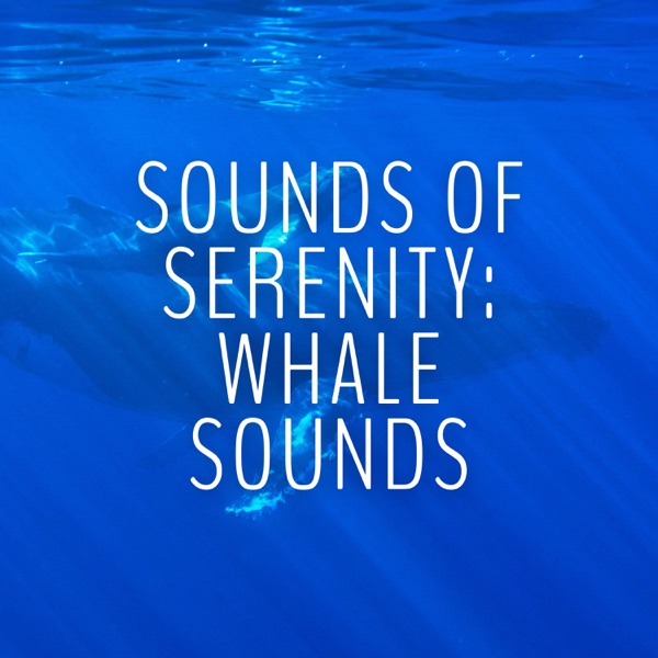 Sounds of Serenity: Whale Sounds