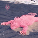 Pink Iguana - Single