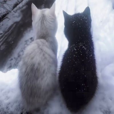 eu tentei te salvar - Single