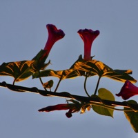 Better - Single - AXJAXX