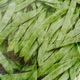 Green Beans Single