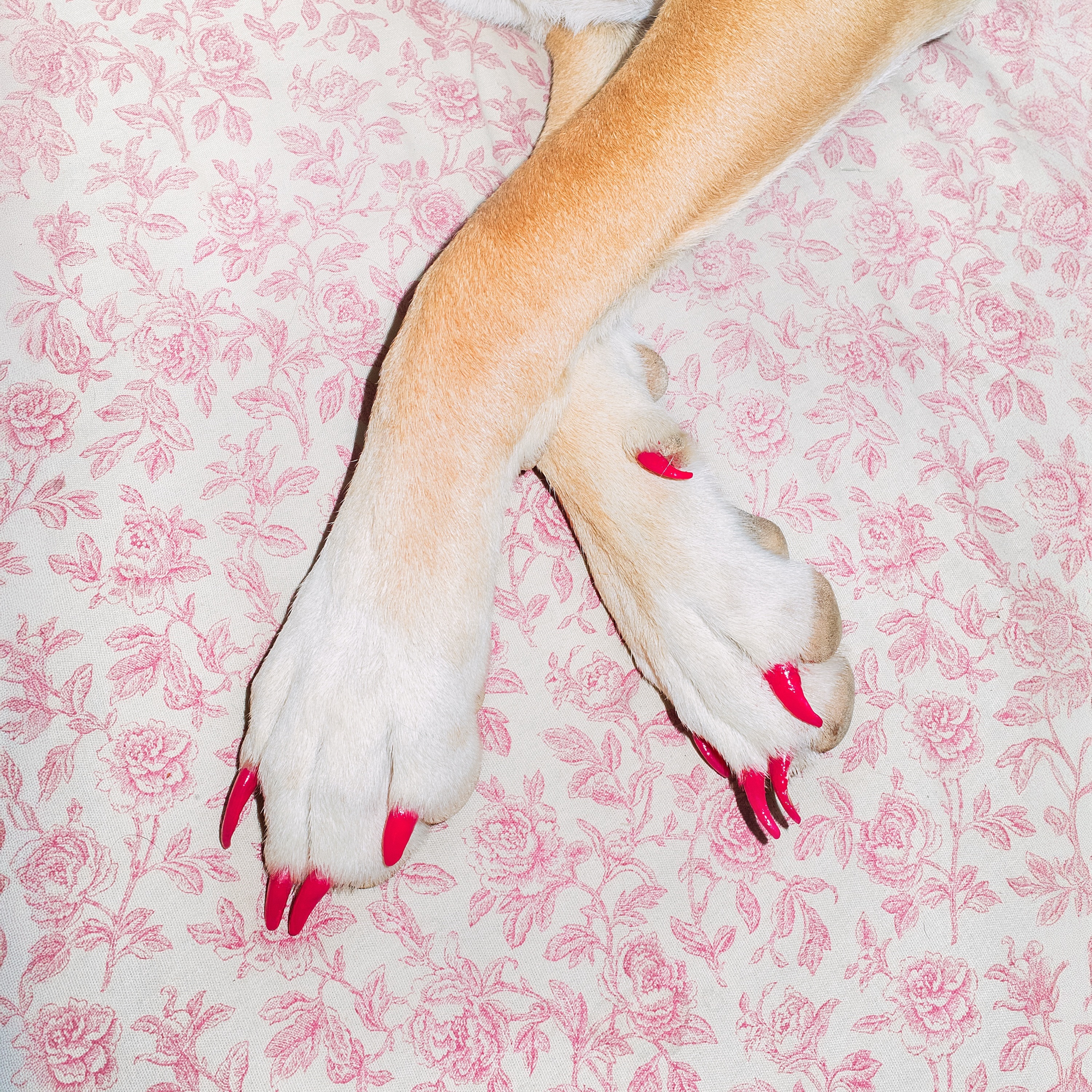 Dogtooth