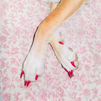 Dogtooth album cover
