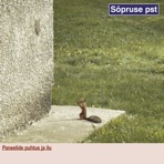 Paneelide puhtus ja ilu