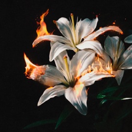 Лилии Johny Core