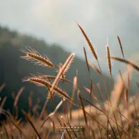 Calm Ease — Lindbraut