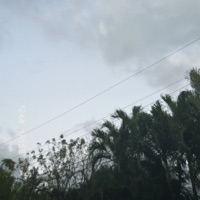 112 - Single - panicoid