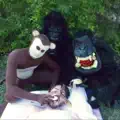 The Morning Gorillas