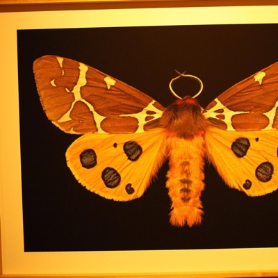 Phonky (feat. Nobody Beats) - Single