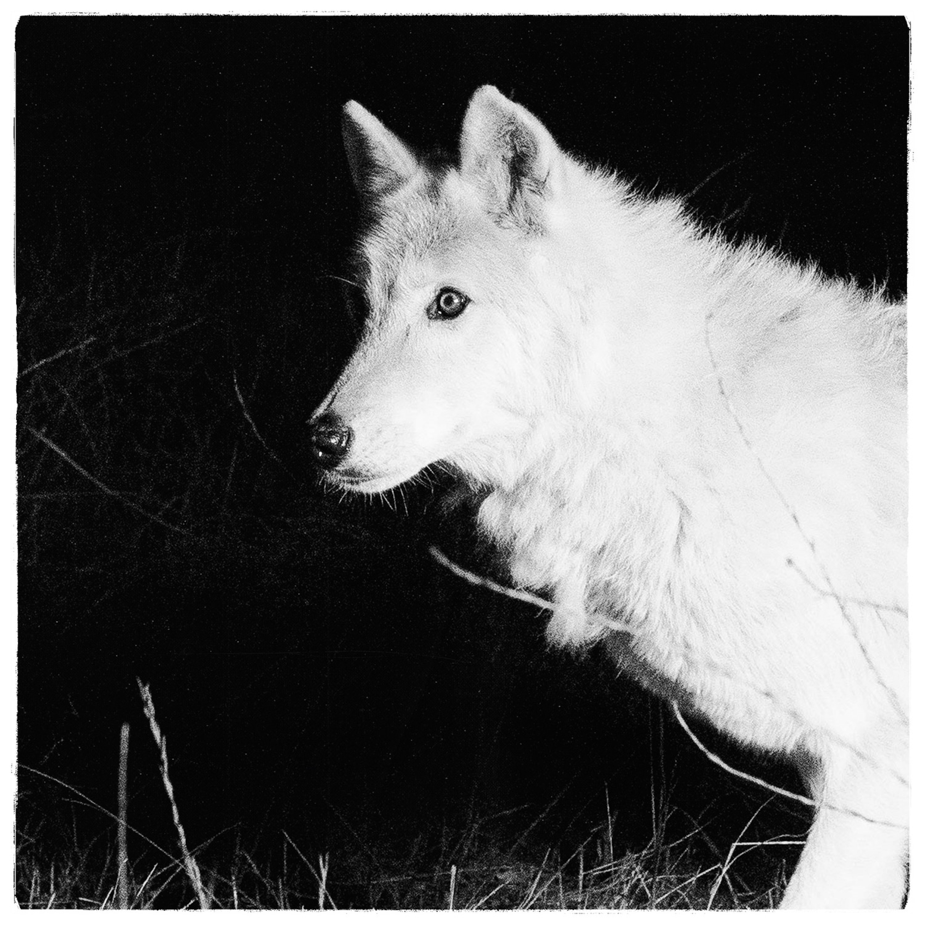 Lonewolf Still - Single