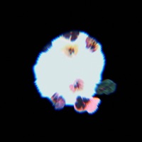 harvard (feat. Loverboy Eazy & Bryan Ghee) - Single - Audiodrugz