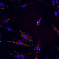 polyurethane (feat. Luchii) - Single - Mr. Shleep