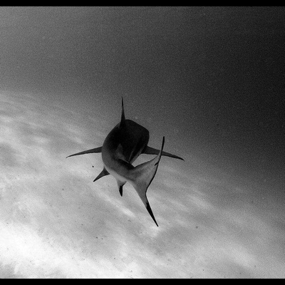 LA REPELA (feat. Crissmaa) - Single