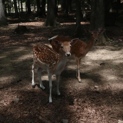 quick smoke break - Single