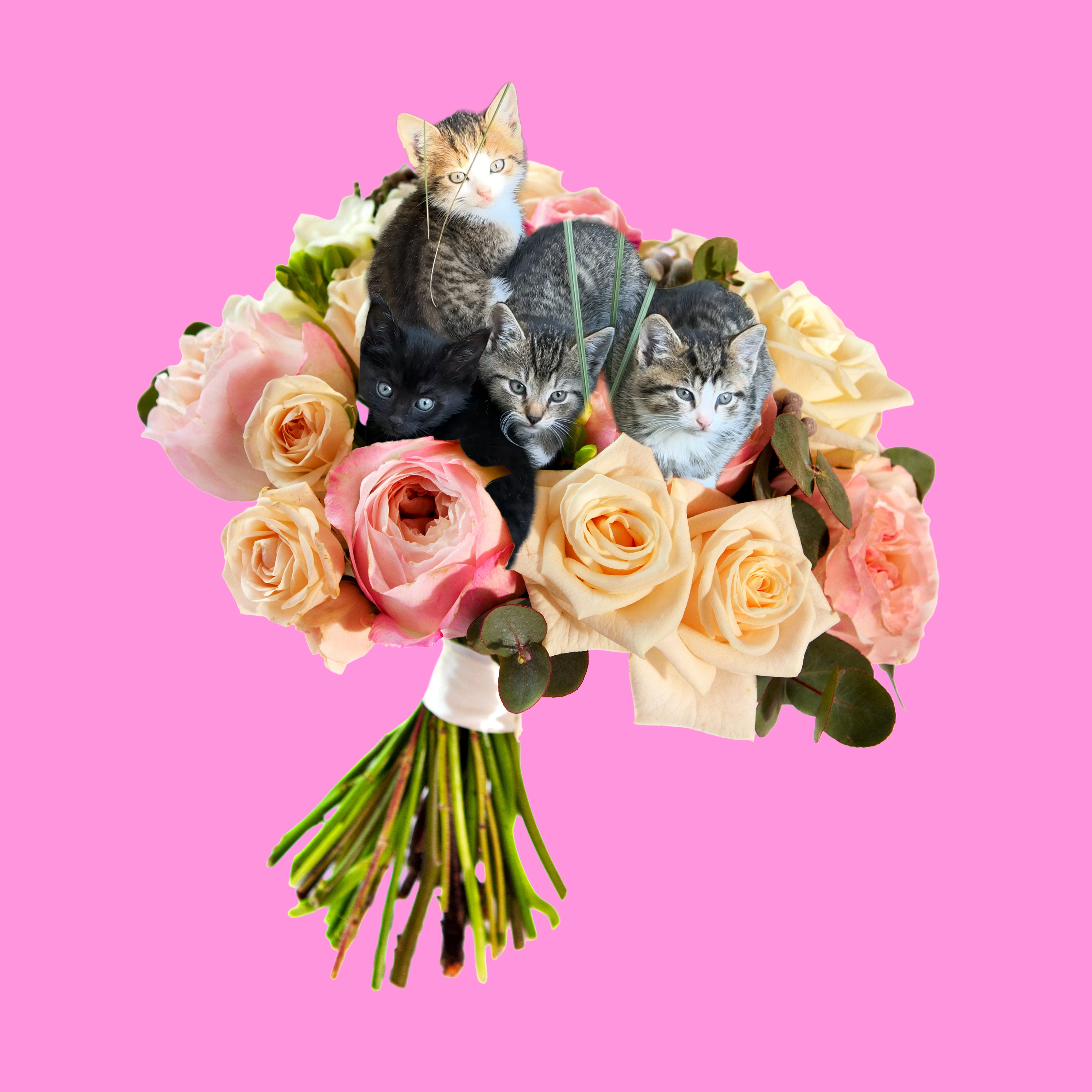 BUKIET KIĆ - Single