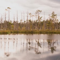 walking trees - Single - arcata