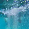 Catching Flies - Diamonds