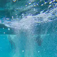 Diamonds — Catching Flies