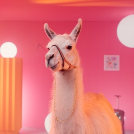 По приколу RASA