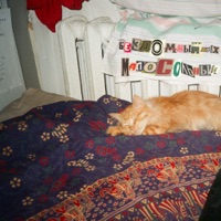 Малосольный - Бездомный