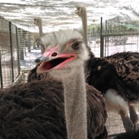 Joka sielu - Single - Matriisi