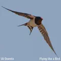 Flying like a Bird