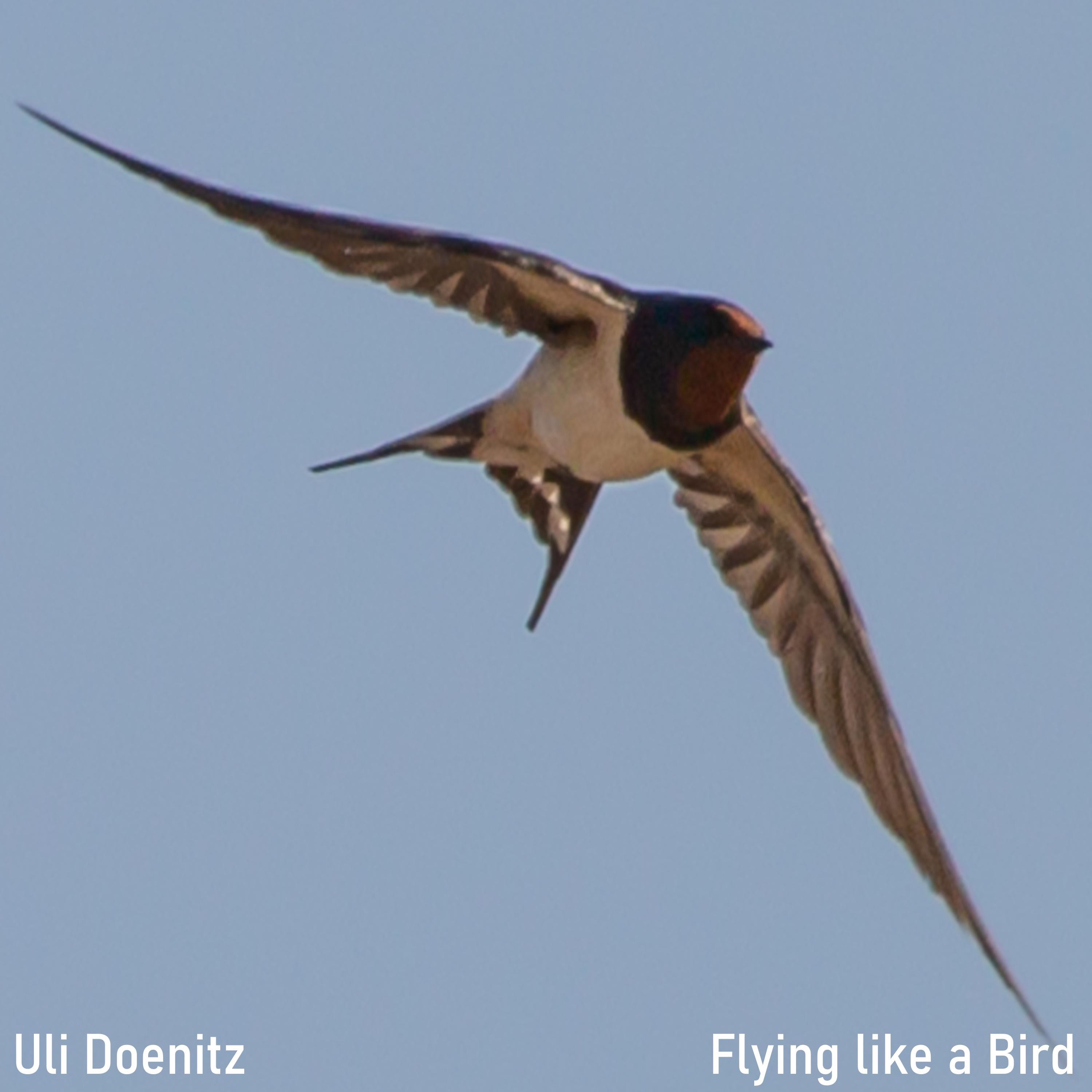 Flying like a Bird - Single