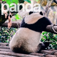 Panda Volume Two - Sensorica