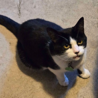 Stuff My Cat Listens To