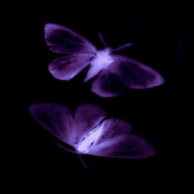 Sigo Buscandote - Single