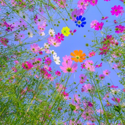 Jhames Bond - Coffee Blends