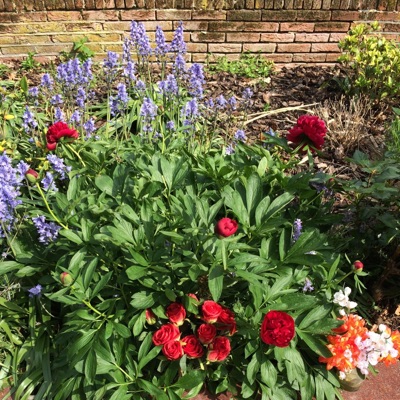 Holy Mo Ivana - Single