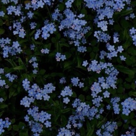 Colores Raros (feat. Tommy H & Hops) Menacho