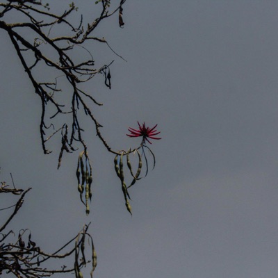 Diploma de Vacío (feat. Marlen Aguilar) - Single