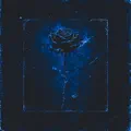 Black Rose