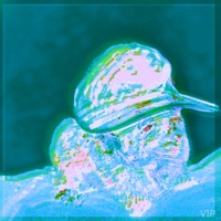 the drop you need (before i leave) (feat. Noah Gazmen) [Monsey Remix] - Single - PacMon