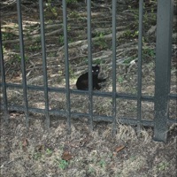 birkenstocks (feat. landoee) - Single - kloud9inekali