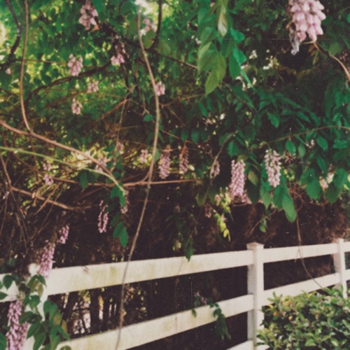 wisteria