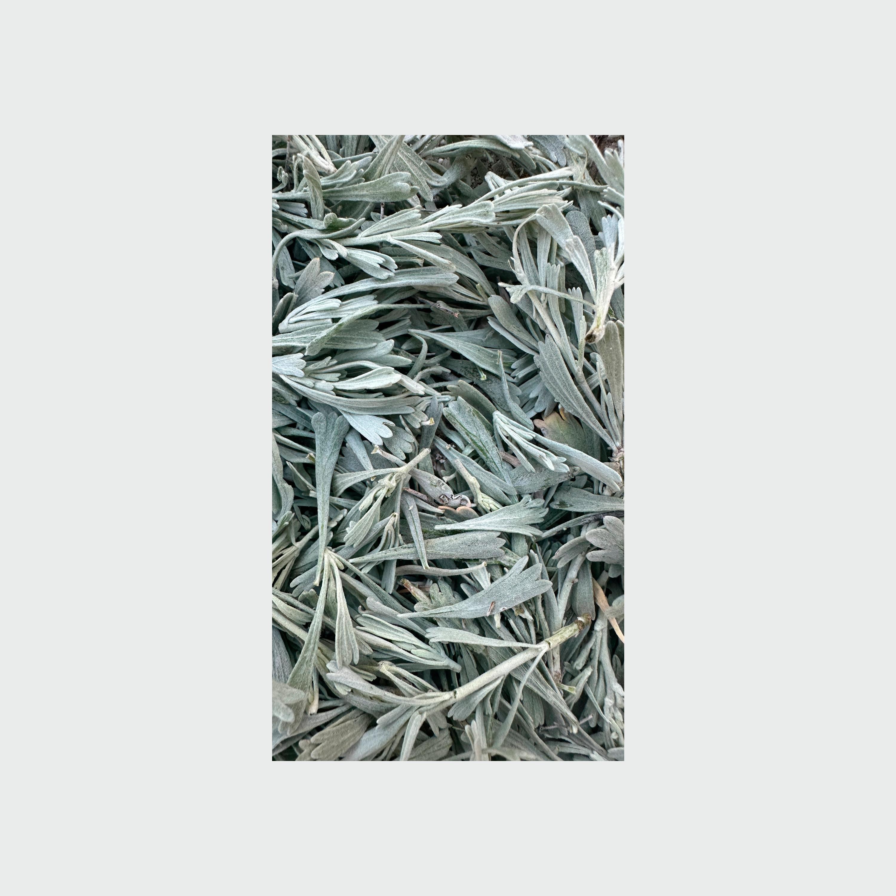 still can't - Single