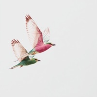 Bird Song (feat. Clay258) - Single - 11Eleven, CHOFF & Never Grow Up